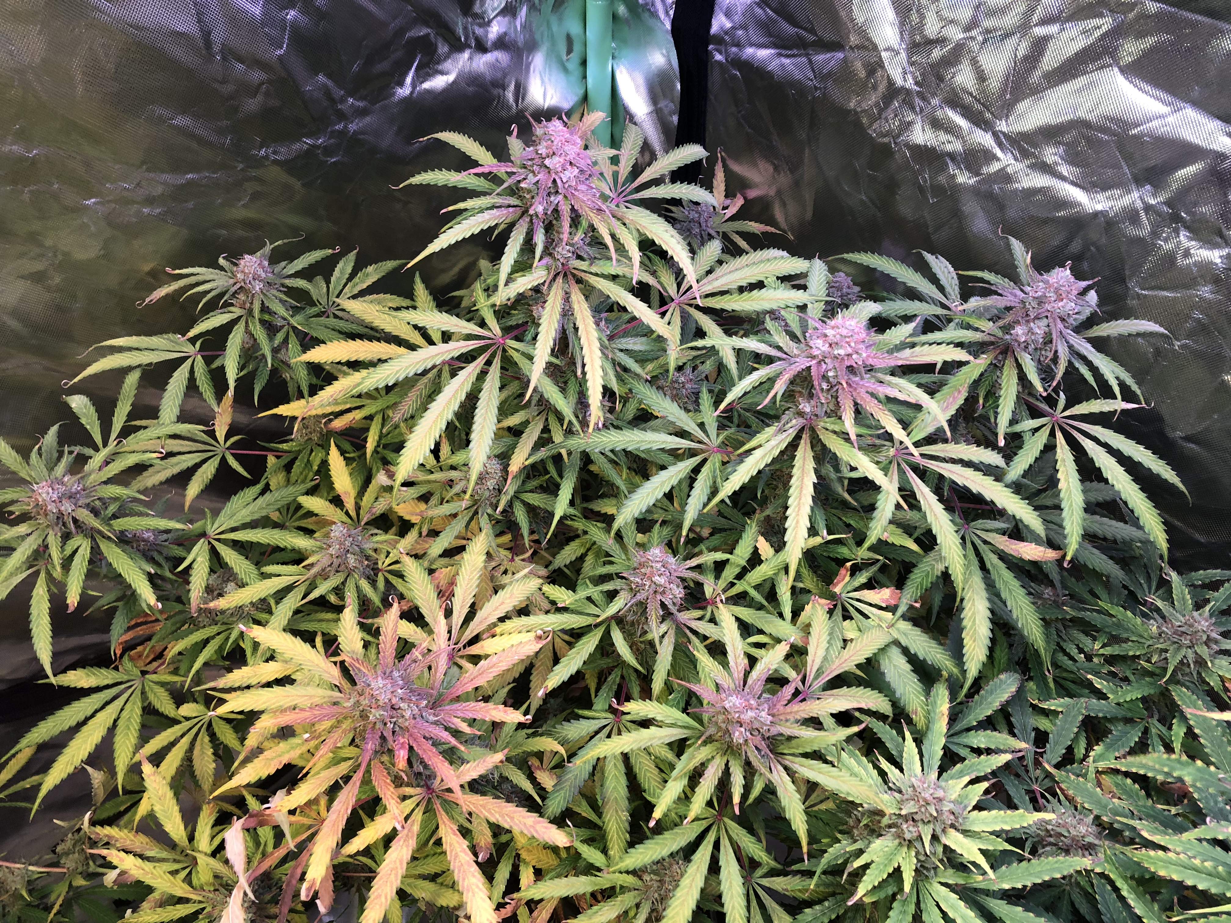 Barney's Farm Pineapple Express Auto grow diary (journal) week13 by