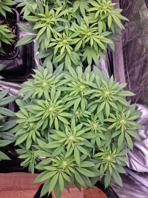 Jealousy  // FC EVO 6500. Week 9