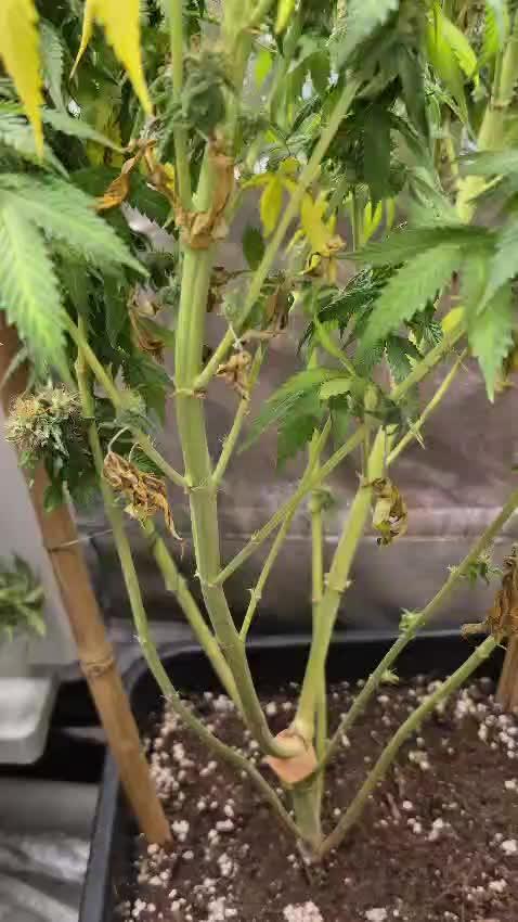 Sour strawberry  |  Barney's