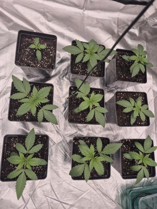 Jealousy  // FC EVO 6500. Week 2