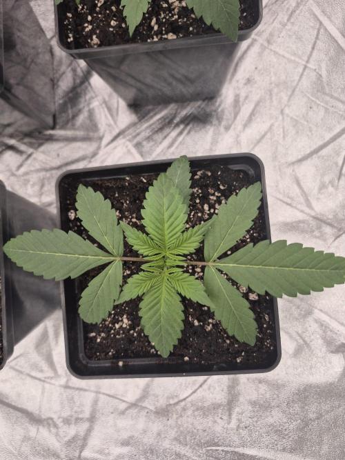 Jealousy  // FC EVO 6500. Week 2