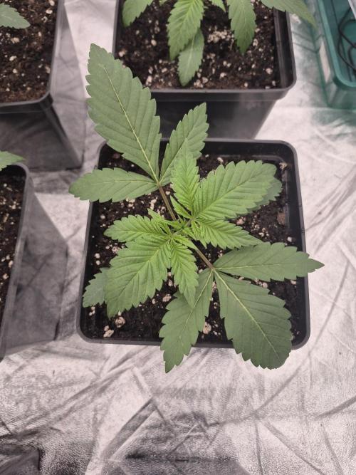 Jealousy  // FC EVO 6500. Week 2