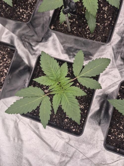 Jealousy  // FC EVO 6500. Week 2