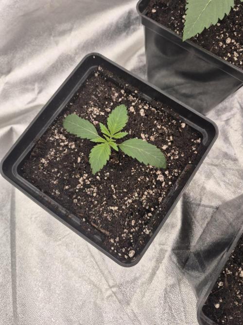 Jealousy  // FC EVO 6500. Week 2