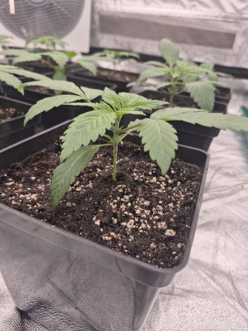 Jealousy  // FC EVO 6500. Week 2