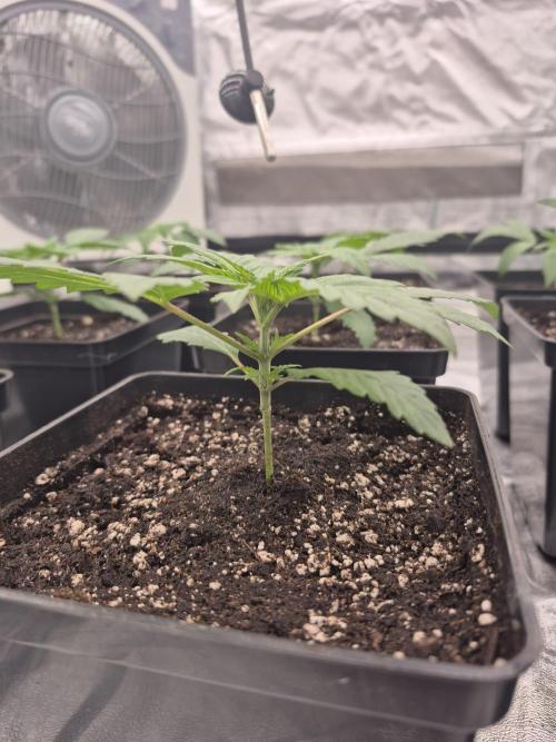 Jealousy  // FC EVO 6500. Week 2