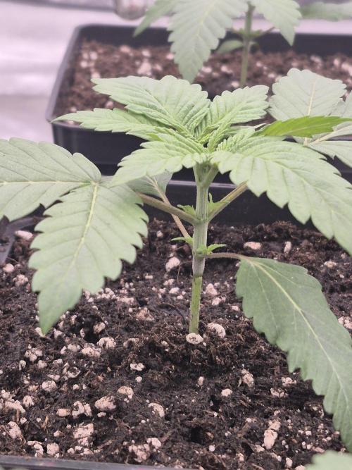 Jealousy  // FC EVO 6500. Week 2