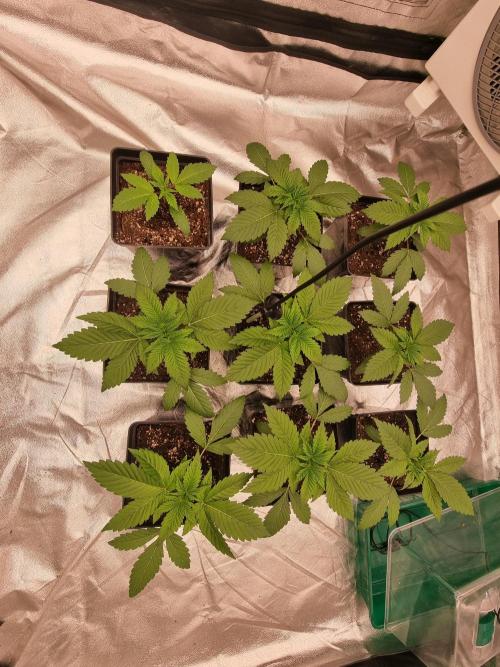 Jealousy  // FC EVO 6500. Week 2