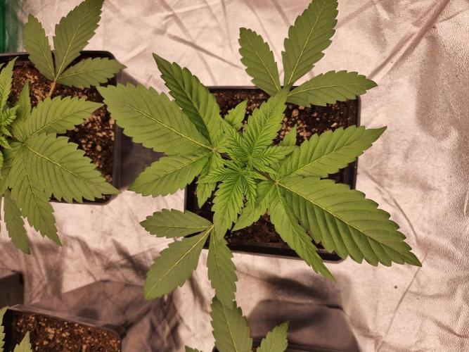 Jealousy  // FC EVO 6500. Week 2