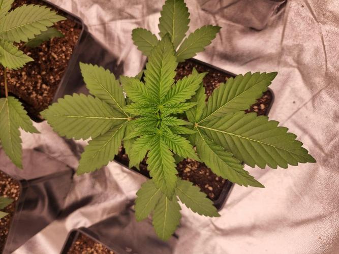 Jealousy  // FC EVO 6500. Week 2