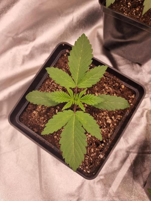 Jealousy  // FC EVO 6500. Week 2