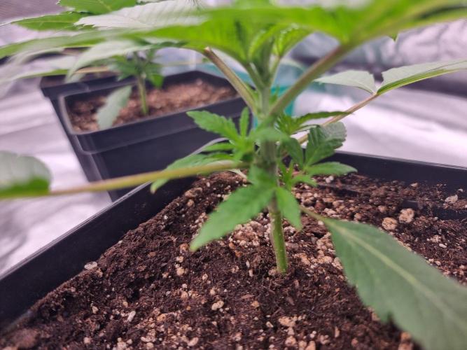 Jealousy  // FC EVO 6500. Week 2