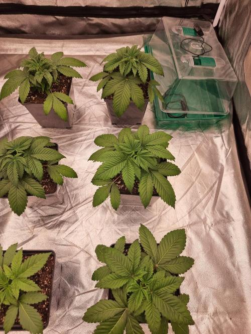 Jealousy  // FC EVO 6500. Week 3