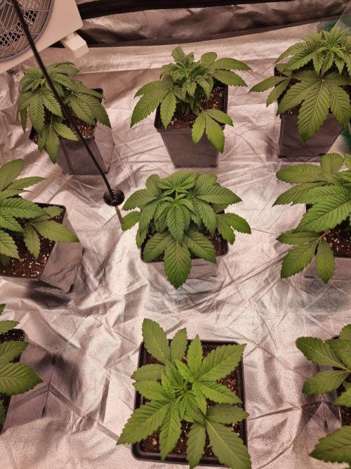 Jealousy  // FC EVO 6500. Week 3