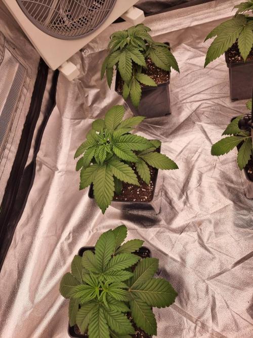 Jealousy  // FC EVO 6500. Week 3