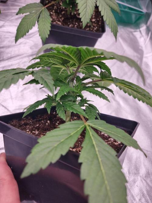 Jealousy  // FC EVO 6500. Week 3