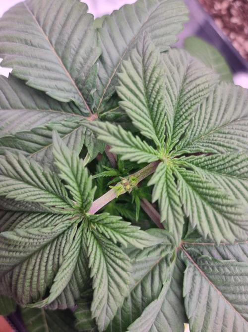 Jealousy  // FC EVO 6500. Week 3