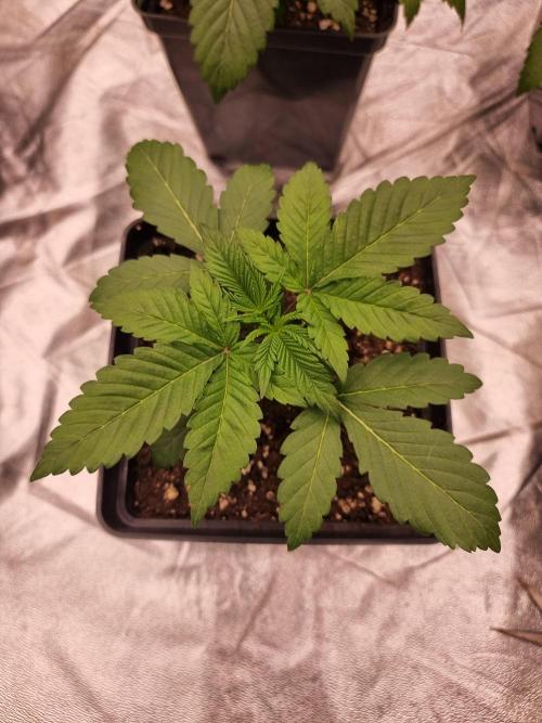 Jealousy  // FC EVO 6500. Week 3