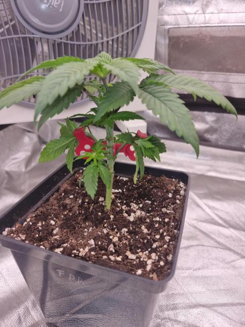 Jealousy  // FC EVO 6500. Week 3