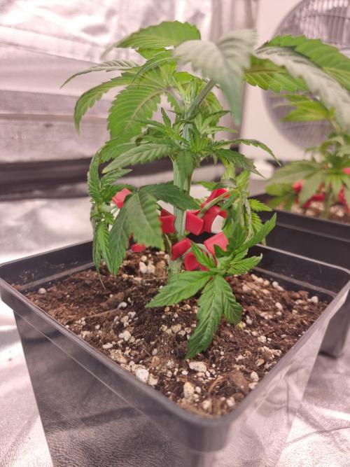 Jealousy  // FC EVO 6500. Week 3