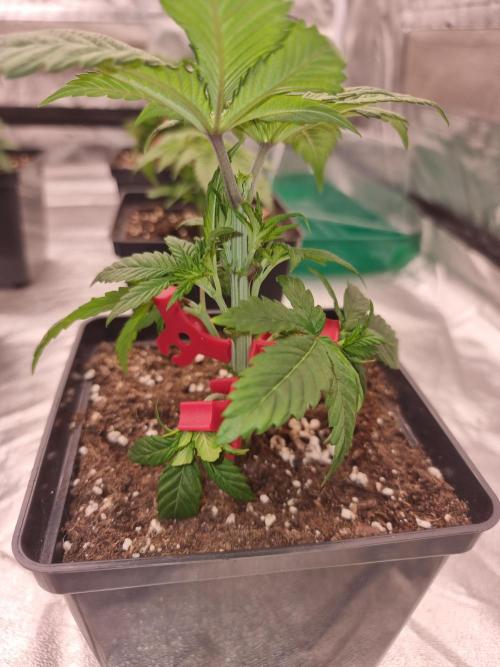 Jealousy  // FC EVO 6500. Week 3