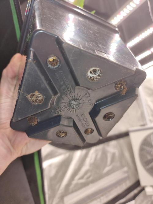 Jealousy  // FC EVO 6500. Week 3