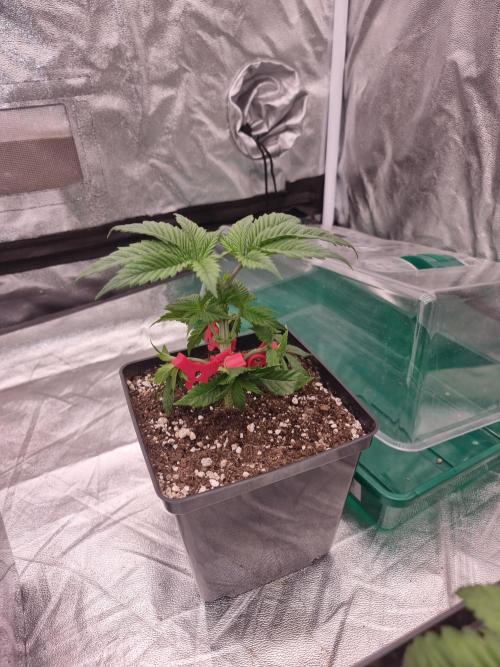 Jealousy  // FC EVO 6500. Week 3