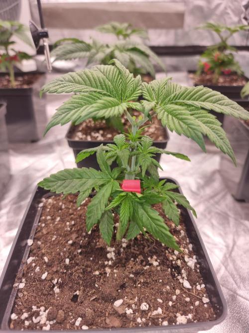 Jealousy  // FC EVO 6500. Week 3