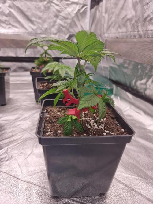 Jealousy  // FC EVO 6500. Week 3