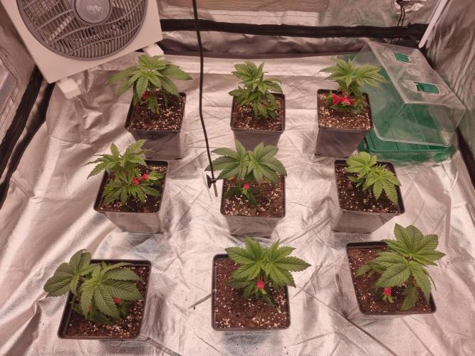 Jealousy  // FC EVO 6500. Week 3