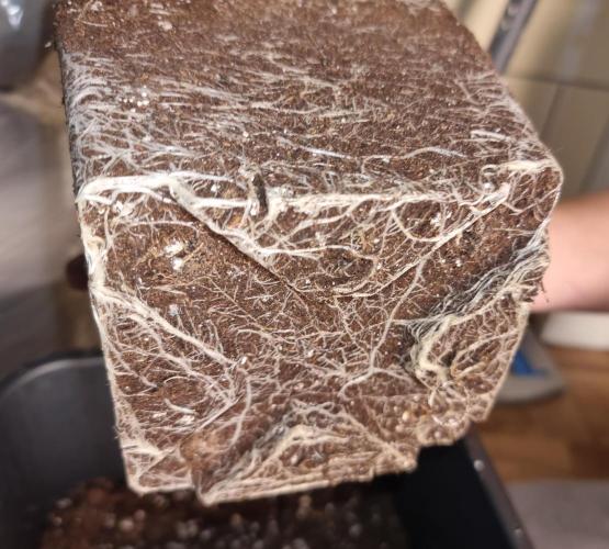 Jealousy  // FC EVO 6500. Week 3