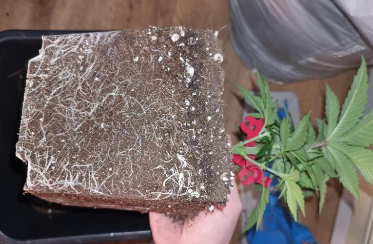 Jealousy  // FC EVO 6500. Week 3