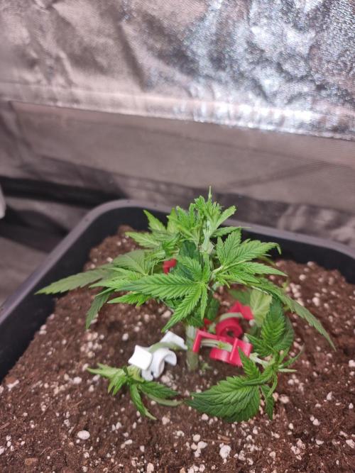 Jealousy  // FC EVO 6500. Week 4