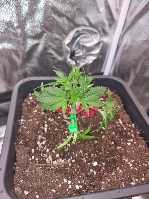 Jealousy  // FC EVO 6500. Week 4