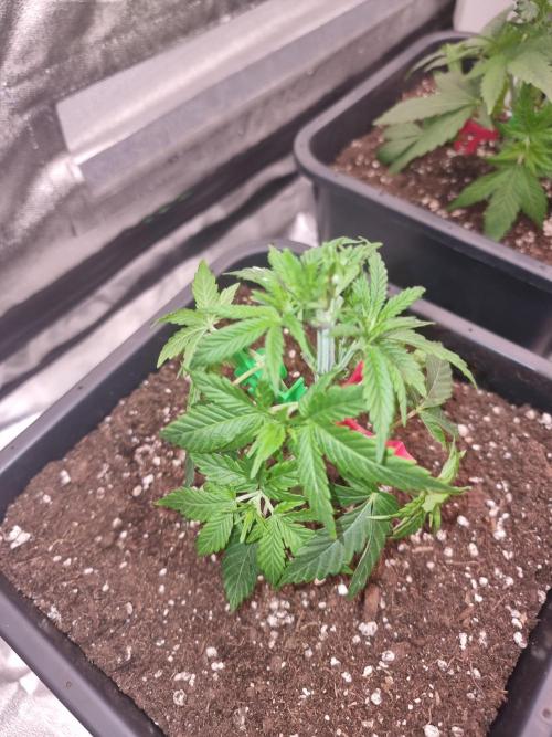 Jealousy  // FC EVO 6500. Week 4