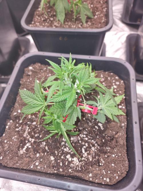 Jealousy  // FC EVO 6500. Week 4