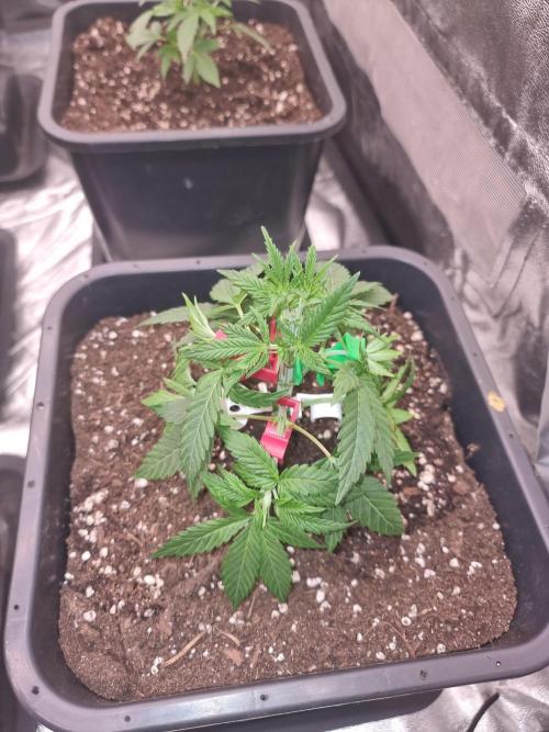 Jealousy  // FC EVO 6500. Week 4