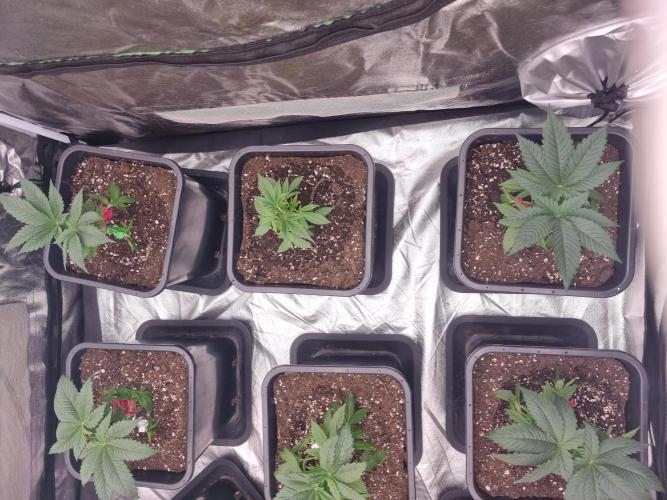 Jealousy  // FC EVO 6500. Week 4