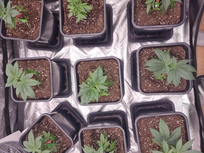 Jealousy  // FC EVO 6500. Week 4