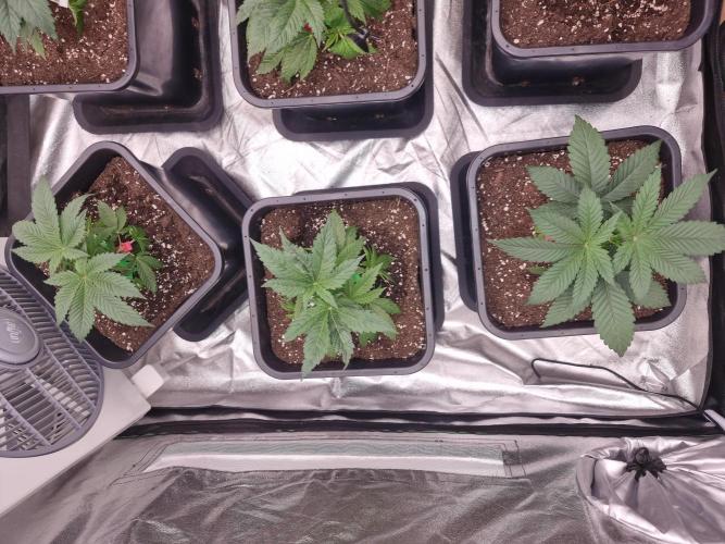 Jealousy  // FC EVO 6500. Week 4