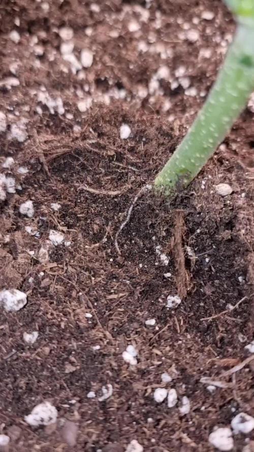 Jealousy  // FC EVO 6500