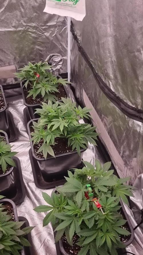 Jealousy // FC EVO 6500