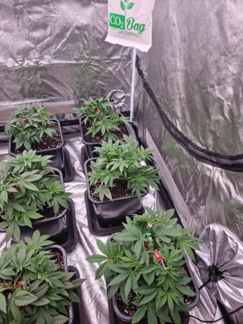 Jealousy  // FC EVO 6500. Week 5