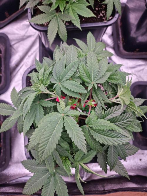 Jealousy  // FC EVO 6500. Week 5