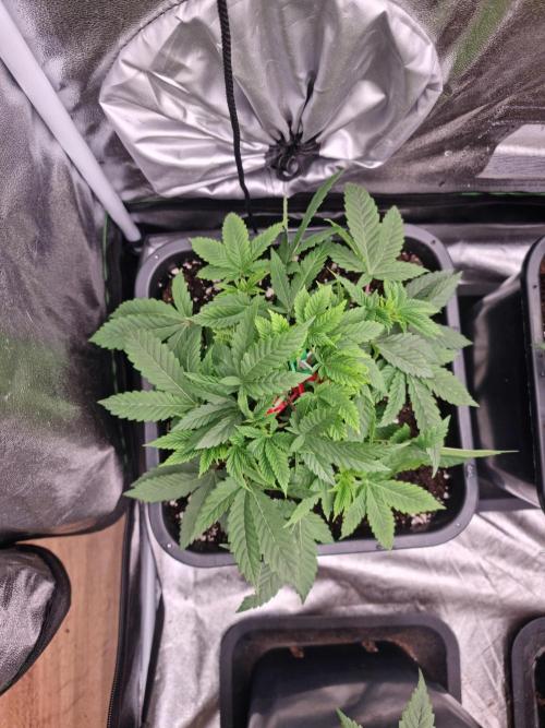 Jealousy  // FC EVO 6500. Week 5