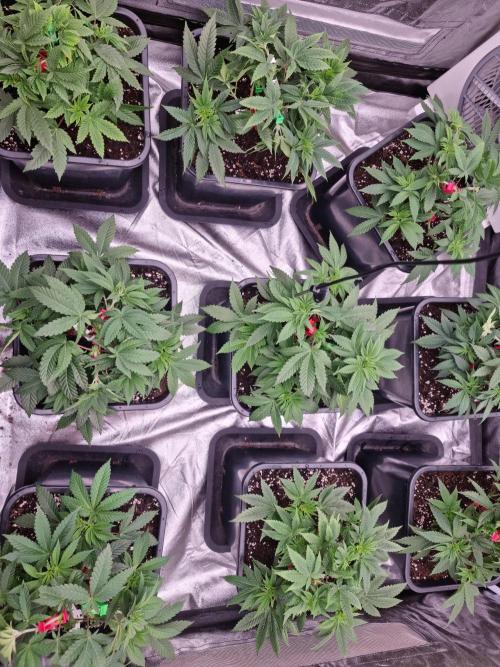 Jealousy  // FC EVO 6500. Week 5