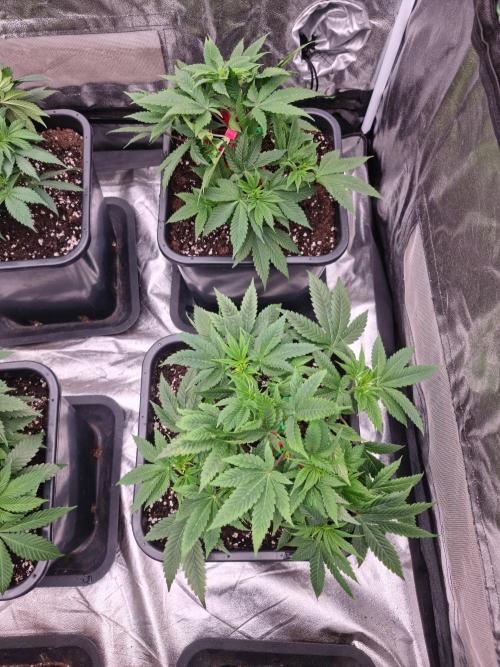 Jealousy  // FC EVO 6500. Week 5