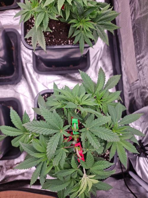 Jealousy  // FC EVO 6500. Week 5