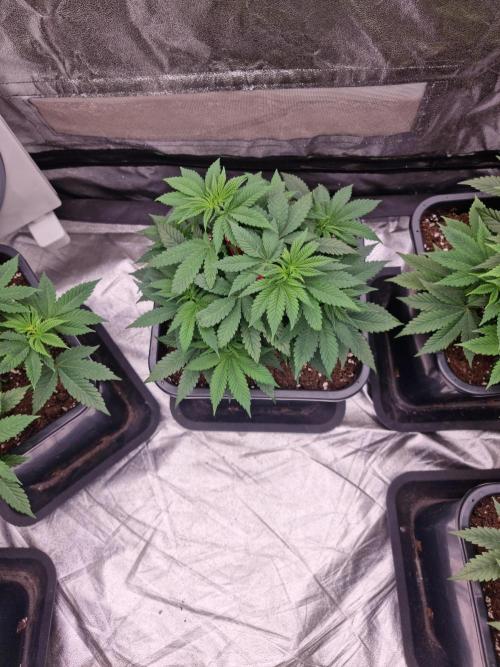 Jealousy  // FC EVO 6500. Week 5