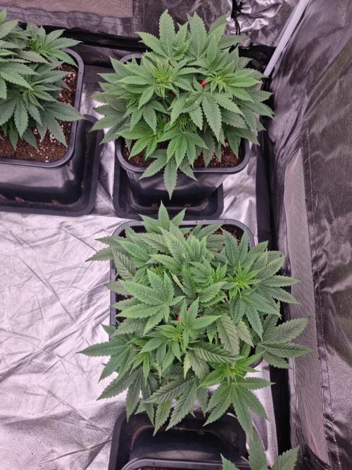 Jealousy  // FC EVO 6500. Week 5